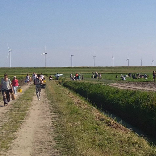 Zelfoogst in Nagele bij Boerderij aan de Dijk