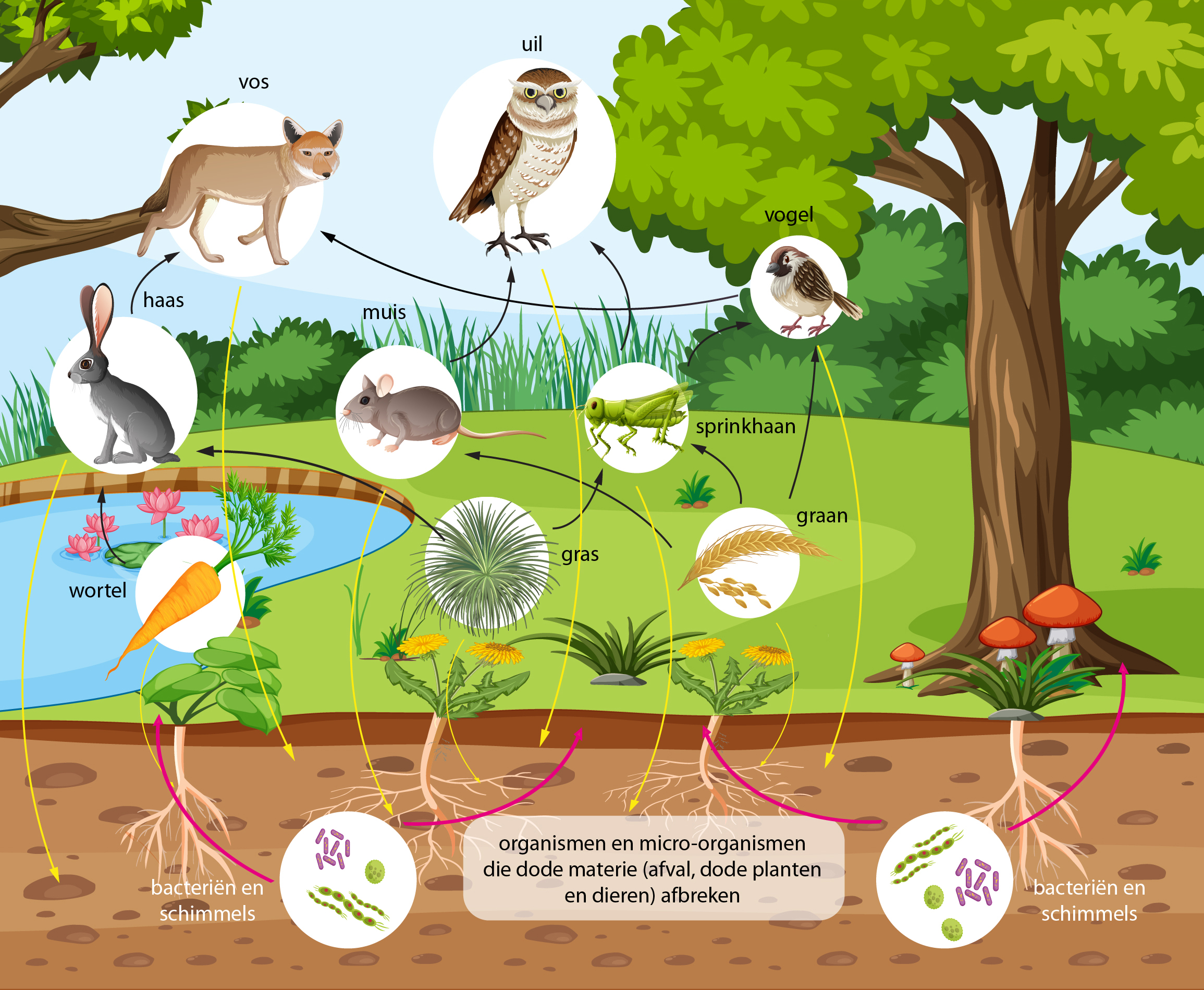 biodiversiteit Voedselbos Emmeloord Noordoostpolder